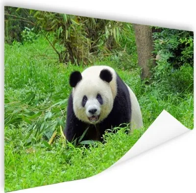 Produktbild von MuchoWow® Poster Panda - Gras - Tier 160x120 cm - Foto Plakat