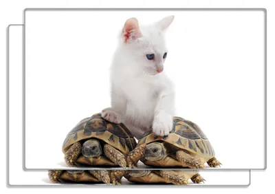 Produktbild von Wallario Frühstücksbrettchen 2er Set aus Glas, je 20 x 30 cm, mit rutschfesten Füßen, Motiv Katze auf Schildkröten
