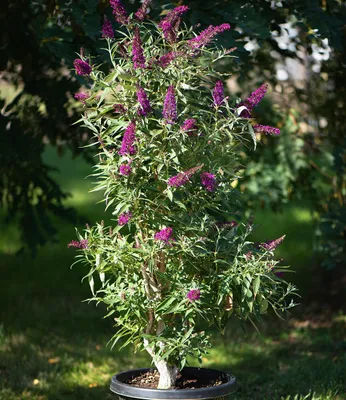 Produktbild von BALDUR Garten 1x Buddleia Straight UP - Butterfly Tower, im 9x9 cm-Topf, Sommerflieder Pflanze, winterhart, blühend, Buddleja Hybride, lange und aufrechte Blütenrispen, benötigt wenig Platz