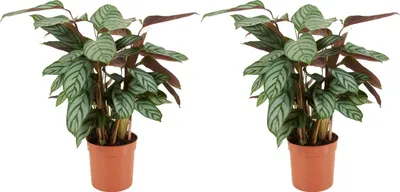 Image de Bloomique - Lot de 2 - Calathea Compactstar - Plante d'intérieur - Facile d'entretien - Purifiante - Hauteur 30-40 cm - Pot de 12 cm
