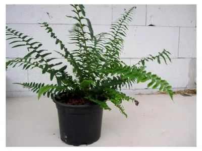 Produktbild von Polystichum munitum - Westamerikanischer Schwertfarn