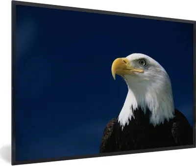Produktbild von MuchoWow® Gerahmtes Poster Ein Weißkopfseeadler schaut in einen blauen Himmel 90x60 cm - Poster mit Schwarzem Bilderrahmen Wandposter Rahmen Foto Bilder - Fotorahmen - Foto-Plakat