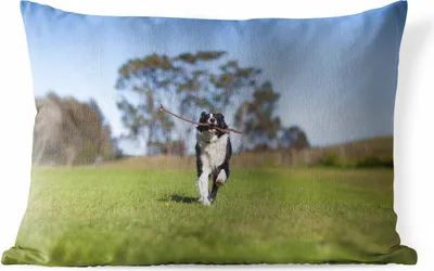 Produktbild von MuchoWow® Outdoor Kissen - Ein Border Collie mit einem Stock im Maul - 50x30 cm - Wetterfest - Lounge Kissen - Sofa kissen - Wohnzimmer Dekoration
