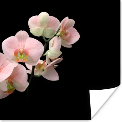Produktbild von MuchoWow® Poster Orchidee - Blumen - Rosa - Stilleben - Flora 100x100 cm - Babyzimmer