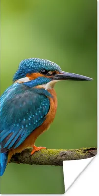 Produktbild von MuchoWow® Poster Eisvogel - Zweig - Moos - Vogel - Grün 20x40 cm - Plakat - Foto