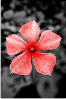 Produktbild von MuchoWow® Poster Blumen - Rot - Schwarz - Weiß 80x120 cm - Papierdruck
