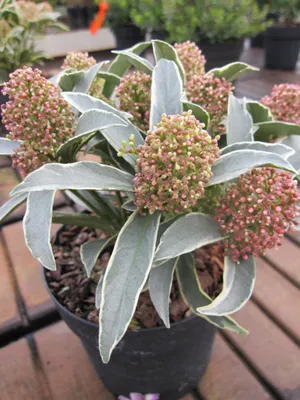 Produktbild von Skimmia japonica Mystic Marlot - Japanische Skimmie Mystic Marlot - 20-25cm