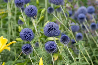 Produktbild von Echinops banaticus 'Blue Globe', Kugeldistel, blau, ca. 9x9 cm Topf