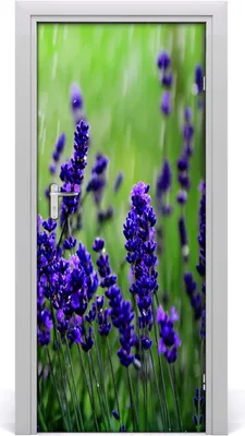 Produktbild von Tulup Türaufkleber 85x205 cm Dekorative Aufkleber Selbstklebend Wasserdichte Tapete Abnehmbar Schlafzimmer Wohnzimmer Wohnkultur - Lavendelfeld