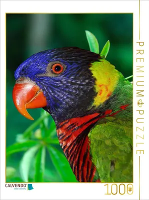 Produktbild von CALVENDO Puzzle Schmucklori | 1000 Teile Lege-Größe 64x48cm Foto-Puzzle für glückliche Stunden