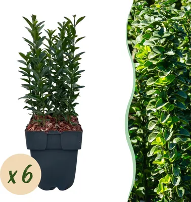 Produktbild von Heckenpflanzen - Euonymus japonica Green Spire - Blatt grün - 6 Pflanzen - 1 laufender Meter - immergrün - 30-40cm - Ø18cm - Gartenpflanze