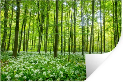 Produktbild von MuchoWow® Wandtattoo Wandsticker Wandaufkleber Wald - Bäume - Grün 60x40 cm Selbstklebend und Repositionierbar - Wierderverwendbar - Selbstklebend