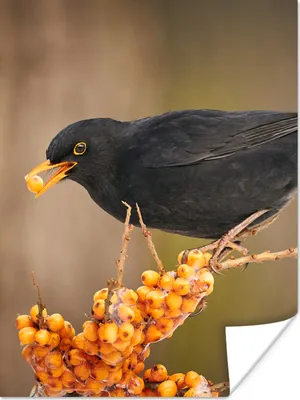 Produktbild von MuchoWow® Poster Vogel - Amsel - Winter - Eis - Beere 60x80 cm - Schlafzimmer Dekoration