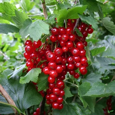 Produktbild von sehr beliebte rote Johannisbeere Rovada ideal für Frischeverzehr 40-60 cm Busch