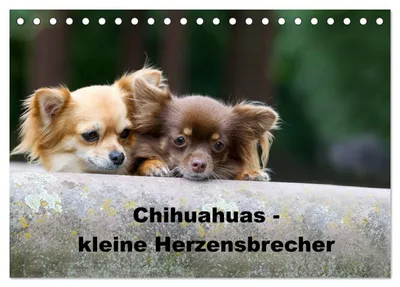 Produktbild von Chihuahuas - kleine Herzensbrecher (Tischkalender 2027 DIN A5 quer), CALVENDO Monatskalender