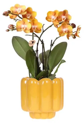 Obrázek produktu pro Oranžovo-žlutá orchidej Las Vegas v retro okrovém kvetináci - kvetoucí pokojová
