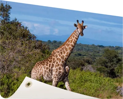 Produktbild von Gartenposter - 60x40 cm - Giraffe in der Natur  - Modernes Wandbilder - Wilde Tierposter