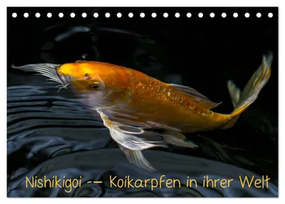 Produktbild von Nishikigoi – Koikarpfen in ihrer Welt (Tischkalender 2027 DIN A5 quer), CALVENDO Monatskalender