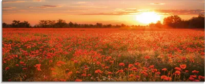 Produktbild von ARTland Glasbild Mohnblumenfeld bei Sonnenuntergang Größe: 125x50 cm