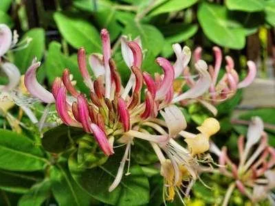 Image de Lonicera pericl. 'Belgica' - Lonicera pericl. 'Belgica' 50-60 cm | Topf