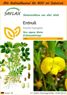 Produktbild von SAFLAX Garden in the bag - Erdnuß - Arachis hypogaea - 8 Samen - Mit Anzuchtsubstrat im praktischen, selbst aufstellenden Beutel