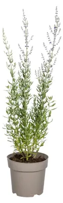 Zdjęcie produktu dla Perovskia atriplicifolia - 50-60cm - Ø19cm - Roślina ogrodowa