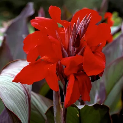 Immagine prodotto di Canna Kanna Paciorecznik Eric Neubert 1 pezzo di piantina di canna