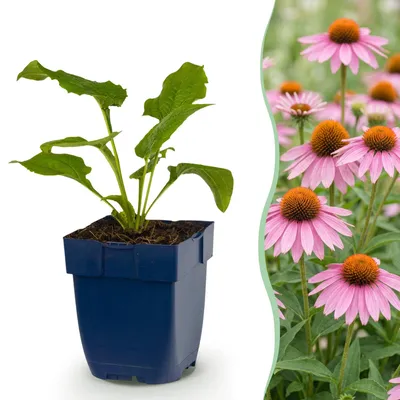 Produktbild von Green boutiQ - Staude - Echinacea purp. Magnus - Sonnenhut - Bienen- und Schmetterlingsanzieher - Rosa - 6 Pflanzen - Topf 11cm - Höhe 15-25cm