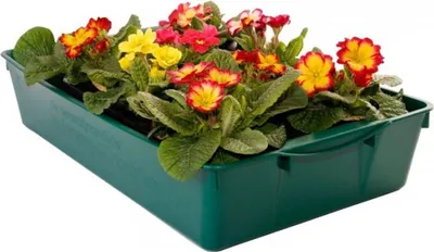 Produktbild von Profi Gärtnerbox Pflanzschale Pikierschale 58x32x11 Pflanzwanne Saatschale grün, Menge:6 Stück