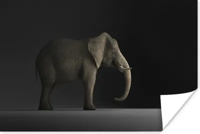 Produktbild von MuchoWow® Poster Elefant - Tiere - Licht 30x20 cm - Plakate - Print