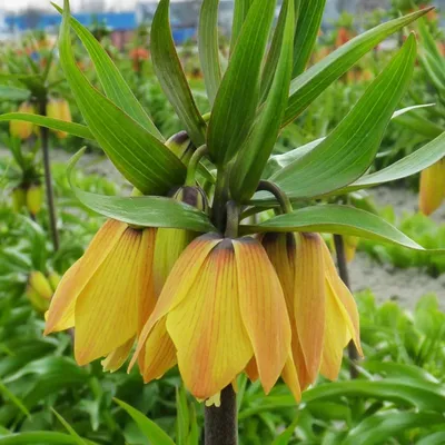 Produktbild von Blumenzwiebeln Zwiebeln Blumen Fritillaria Schachblume Paradise Beauty 1 St.