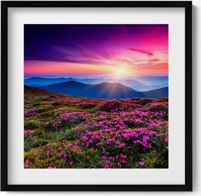 Produktbild von Blumen bei Sonnenaufgang– Wandbild mit Rahmen – Gerahmtes Bild  – Wanddekoration – 50x50 cm –  Schwarz Rahmen