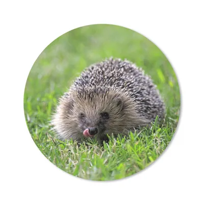 Produktbild von MuchoWow® Mauspad Mousepad Igel - Grün - Gras 30x30 cm - Mousepads - Maus Mat - Pad - Mausunterlage - Tischunterlage - Schreibtischmatten