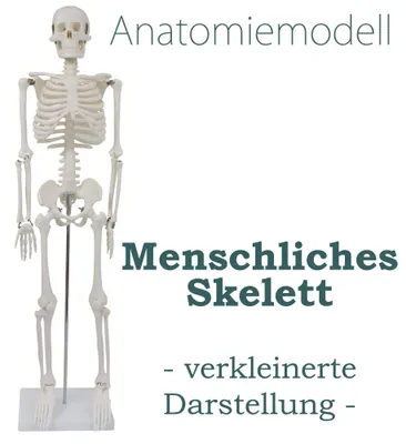 Produktbild von Anatomie Modell Skelett Skeleton Anatomy Verkleinert Menschliches Skelett Körper Menschlicher 87 cm Anatomy Skeleton Human Model mit Ständer Deko MedMod