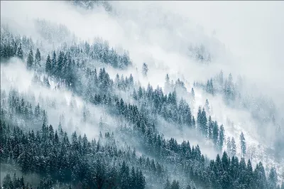 Zdjęcie produktu dla Fototapeta dekoracja abstrakcyjna zamglony egzotyczny las tropikalna natura ozdoba ścienna 3D 135x90cm