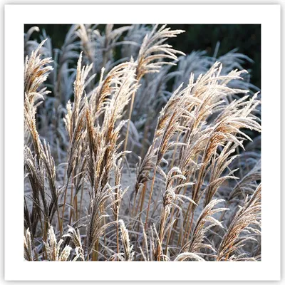 Produktbild von Poster - Poster ohne Rahmen - Stock Ähren Boho - 50x50 cm - Wand Bild - Wanddeko - Wandbilder - Kunstposter - Wandposter - Bilder - Kunstdruck - Wanddekoration - Wandbild - P2XAC50x50-4523