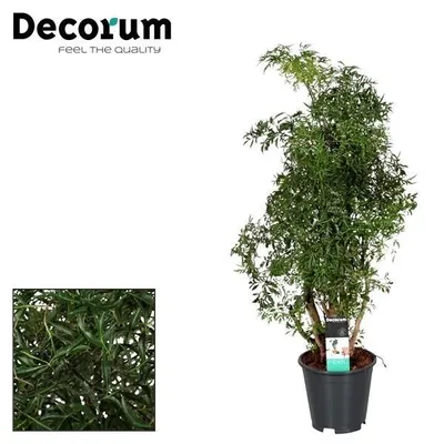 Zdjęcie produktu dla Polyscias Hawaiiana Ming - 55-65cm - Ø17cm - Roślina doniczkowa - Zimozielony