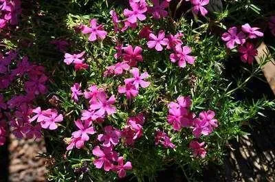 Obrázok produktu pre 6 x Phlox (s) 'Mcdaniel's Cushion' - Flammenblume - Topf 9 x 9 cm