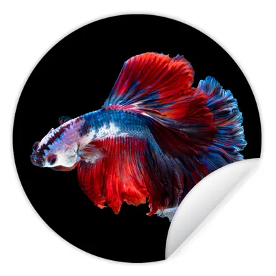 Produktbild von MuchoWow® Runde Wandtattoo - Wandsticker Tapete Aufkleber Fisch - Schwanz - Schwarz Ø 80 cm Selbstklebend und Repositionierbar - Wandaufkleber - Kreis - Mauerkreis - Wand Bilder - Wandsticker - Wohnzimmer Dekoration - Dekoration für die Wände - Aluminium - Babyzimmer
