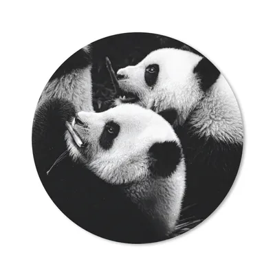 Produktbild von MuchoWow® Mauspad Mousepad Pandas - Schwarz - Weiß 40x40 cm - Mousepads - Maus Mat - Pad - Mausunterlage - Schreibtisch Accessoires