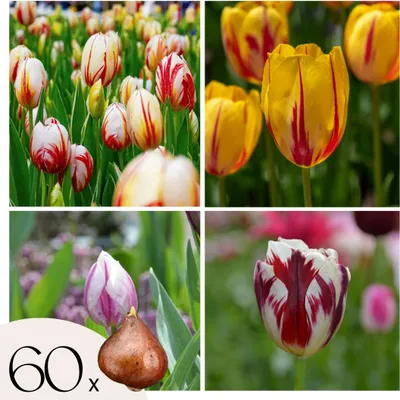 Zdjęcie produktu dla Cebule tulipanów - 60 szt - Tulipa 'Flaming Beauty Mix' - Cebulki kwiatowe