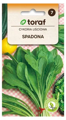 Zdjęcie produktu dla Cykoria liściowa SPADONA 5g