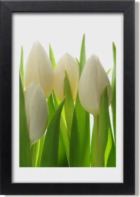 Produktbild von Bild 20x30 MDF-Rahmen, Wandkunst Weiße Tulpen