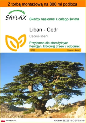Zdjęcie produktu dla SAFLAX - Garden in the bag - Liban - Cedr - 20 Nasiona - Z podłożem uprawowym w praktycznej, samorozkładającej się torbie - Cedrus libani