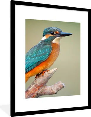 Produktbild von MuchoWow® Gerahmtes Poster Vogel - Eisvogel - Zweig 60x80 cm - Poster mit Schwarzem Bilderrahmen Wandposter Rahmen Foto Bilder - Wohnzimmer - Dekorationen - Prämie