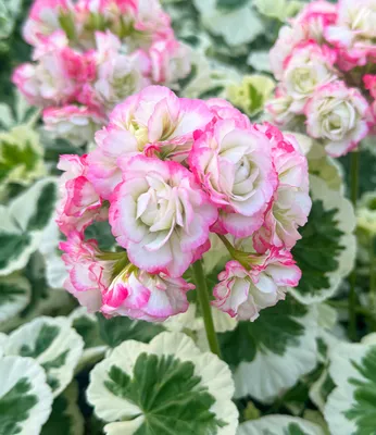 Produktbild von BALDUR Garten 1x Geranie 'Strawberry Blossom', Pflanze im 12 cm-Topf, Balkon-Geranie mit 2-farbigem Laub, dauerblühender Blickfang, mehrjährig frostfrei halten, Hit in Balkonkästen, Kübeln und Beeten