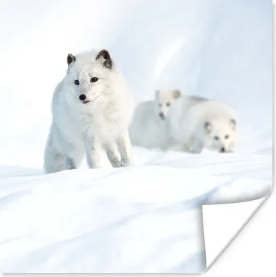 Produktbild von MuchoWow® Poster Polarfüchse - Schnee - Tiere 100x100 cm - Babyzimmer