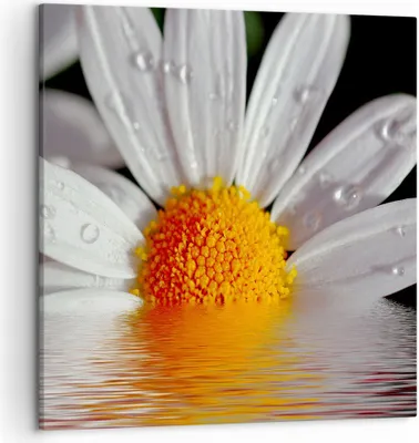 Produktbild von Bild auf Leinwand - Leinwandbild - Kraut Kamille Blume Wasser - 50x50cm - Wand Bild - Wanddeko - Leinwanddruck - Bilder - Kunstdruck - Wanddekoration - Leinwand bilder - Wandkunst - AC50x50-2282
