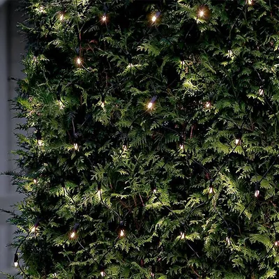 A close-up view of a string of warm white LED lights woven through the branches of a green evergreen bush.