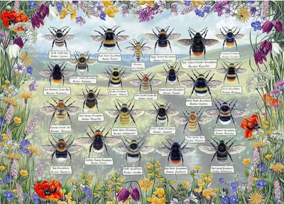 Obrázok produktu pre Gibsons Brilliant Bees, 1000 kusov